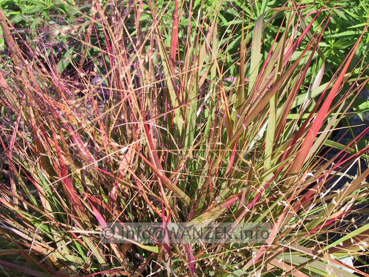 Eragrostis spectabilis 1.JPG